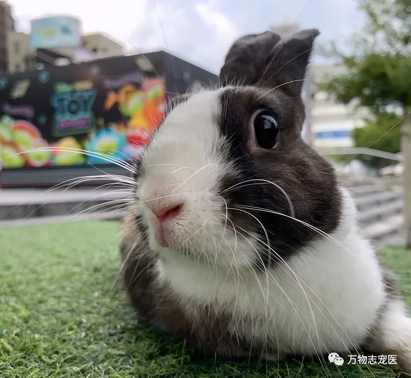 兔子有没有粉色,兔子有只眼睛看不见黑瞳都是白的