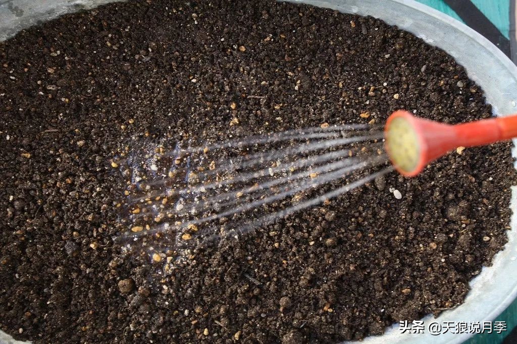 狼家球根怎么样,狼家球根上市了吗