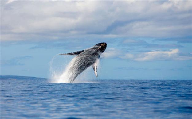 澳洲7月观鲸,悉尼观鲸攻略