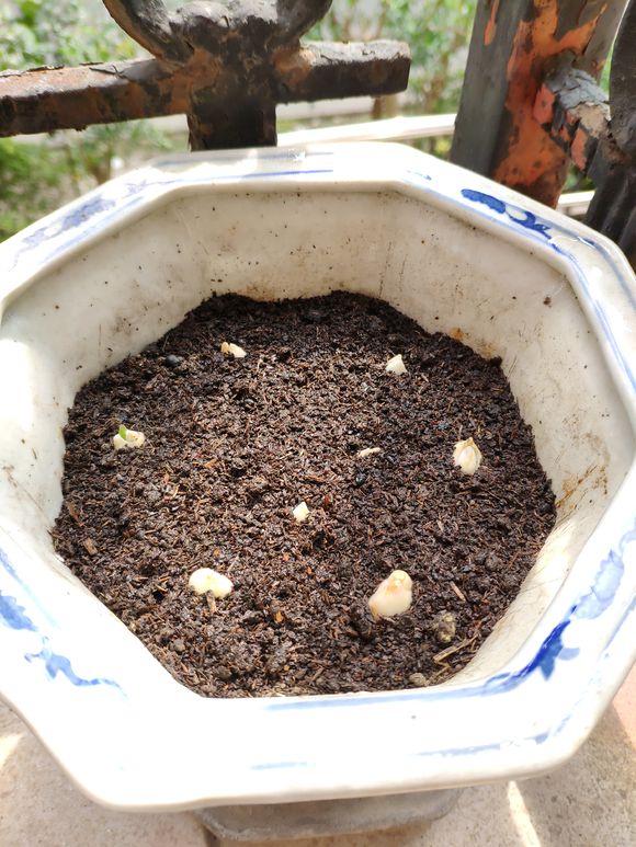 没去过荷兰？就养盆“国花”郁金香，一样享受异域美，比香水还香