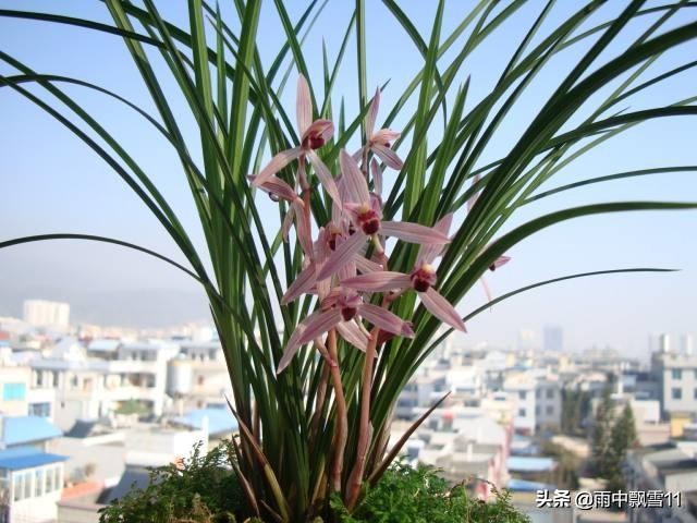 兰叶出现黑斑病如何处理,兰叶根部上有黑斑点怎么处理