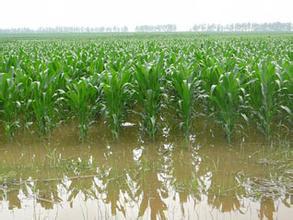 河南适合种植高产玉米,玉米高产高效种植技术