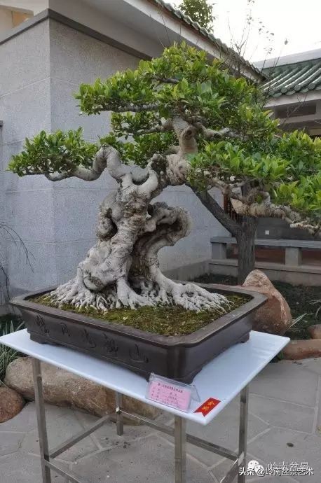 我喜欢的榕树盆景,泉州榕树盆景