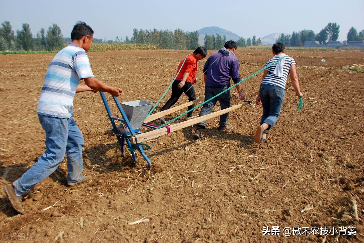 小麦早打和晚打有什么区别,小麦晚播品种能否早播