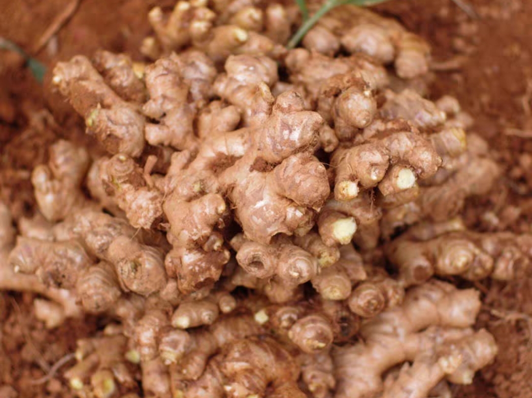 生姜怎么保存不会烂小窍门,生姜放在地里不挖出来怎么保存