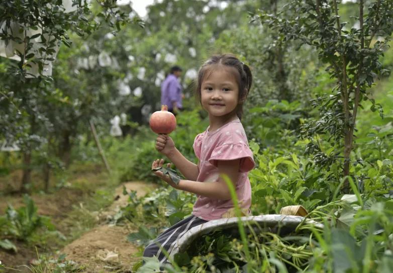 好吃不吐籽的突尼斯软籽石榴来了,被誉为可以吃的雅诗兰黛软籽石榴