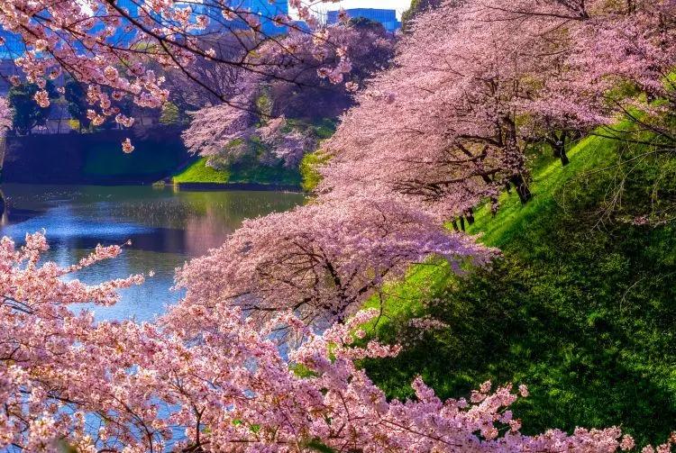 日本樱花现在还在开吗,日本樱花快要开放了吗