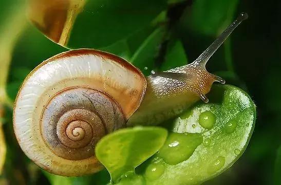 蔬菜害虫种类大全,蔬菜害虫分类及图片大全