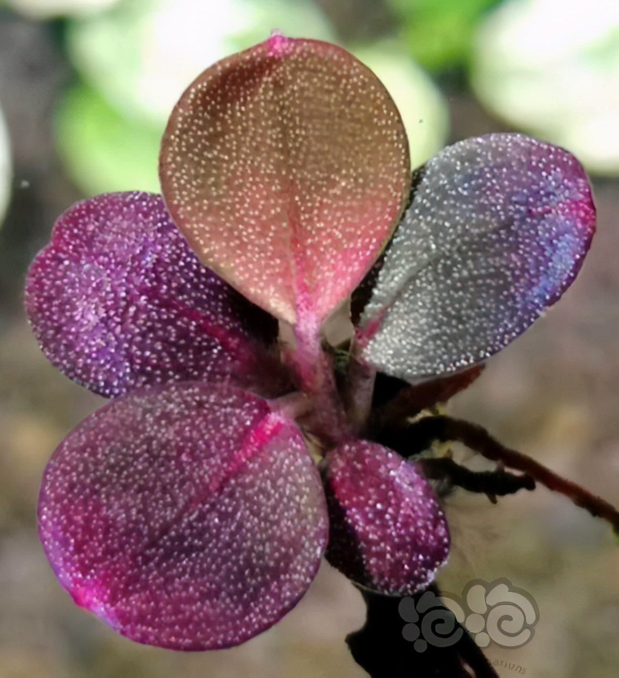 辣椒榕溶叶是什么状态,辣椒榕为什么会溶叶