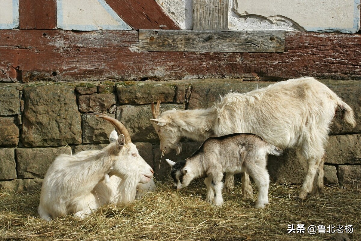 新手养羊如何预防羊病,养羊常见病治疗大全