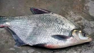 松花江名鱼排行,黑龙江和松花江的鱼