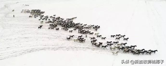 新加坡冻成狗,新加坡狂风暴雨来袭