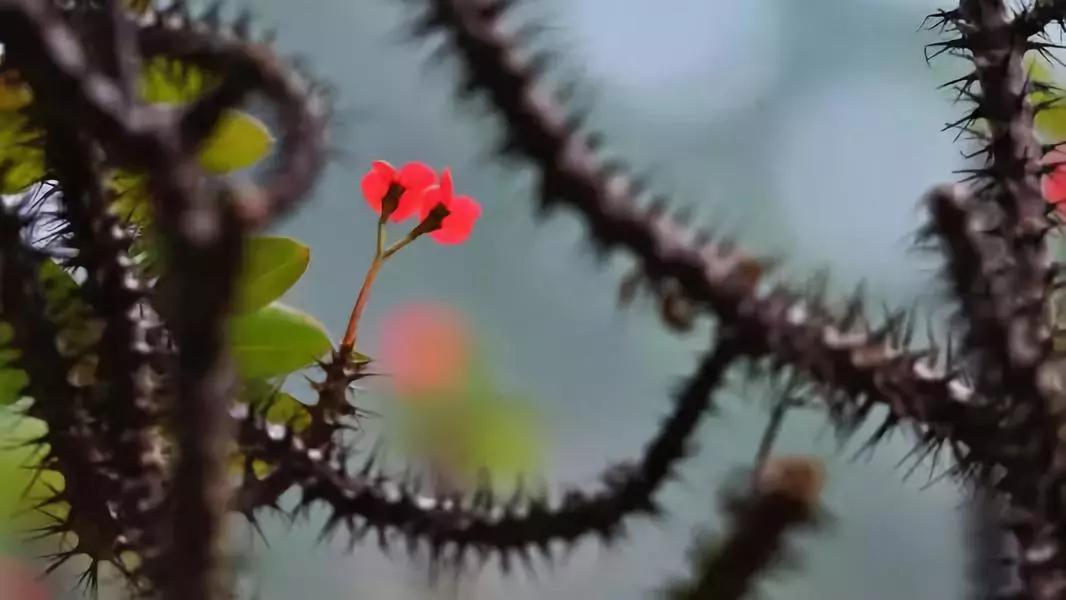 「识花儿」虎刺梅