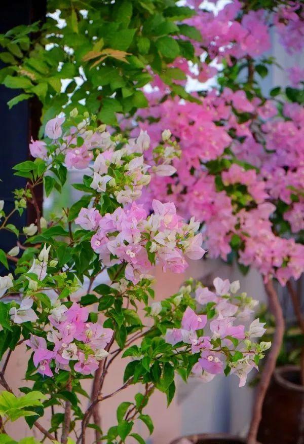 三角梅扦插后新芽黑掉了,三角梅扦插一直泡水会坏吗