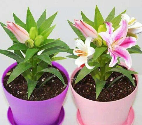 百合花第二年冒芽了怎么养,百合花冒芽了还可以覆土吗