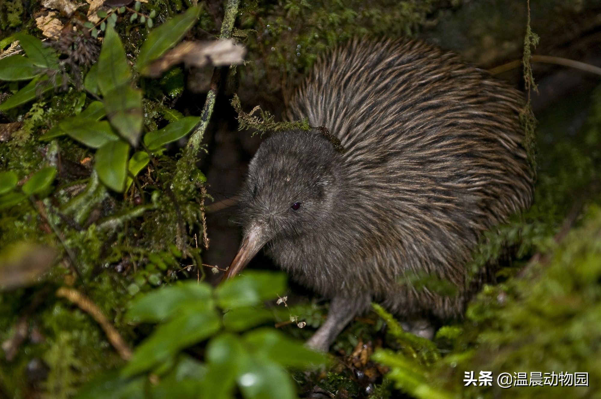 新西兰的国鸟是哪种奇特无比的鸟,为什么新西兰把几维鸟作为国鸟