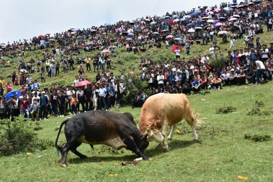 “尼牧哟莎茨”——剪羊毛节金阳彝人盛大的畜牧文化节日