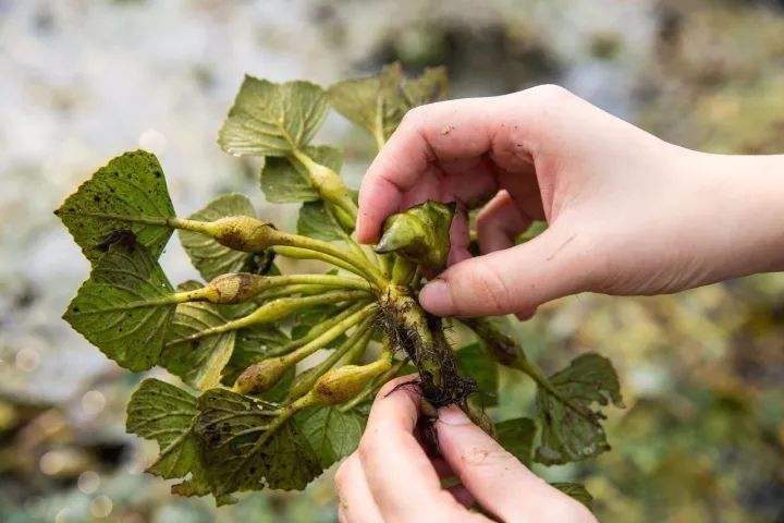 105种野草图片大全,105种野草的图片功效与作用