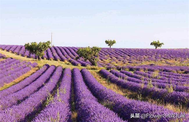 薰衣草跟什么花一起种,适合庭院种植的衣草品种