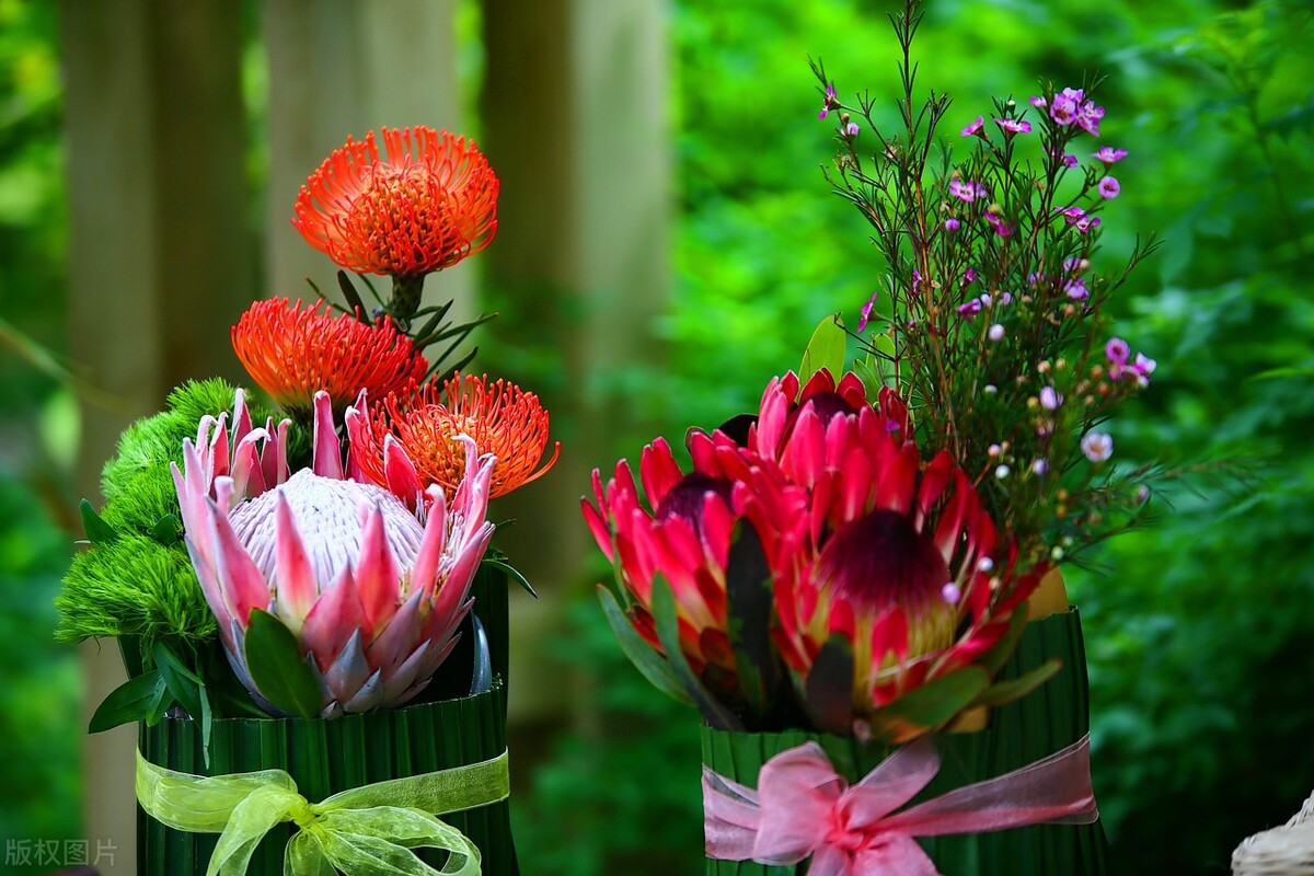 认识帝王花,帝王花和公主花是高端花吗图片