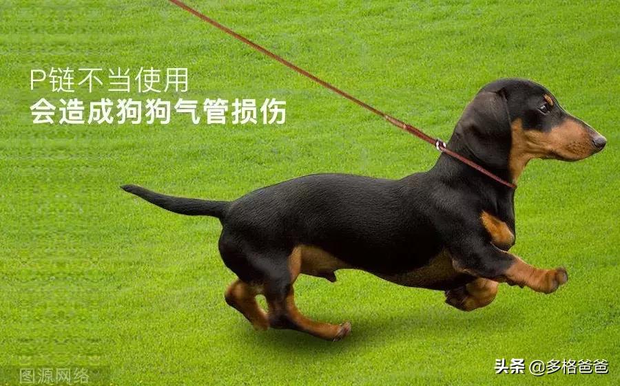 怎么纠正狗狗爆冲咬人,狗狗爆冲一定要用p链吗