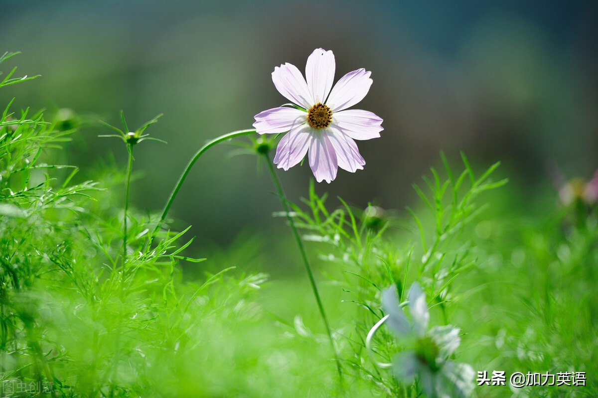 中考英语美文,中考英语相关文章阅读