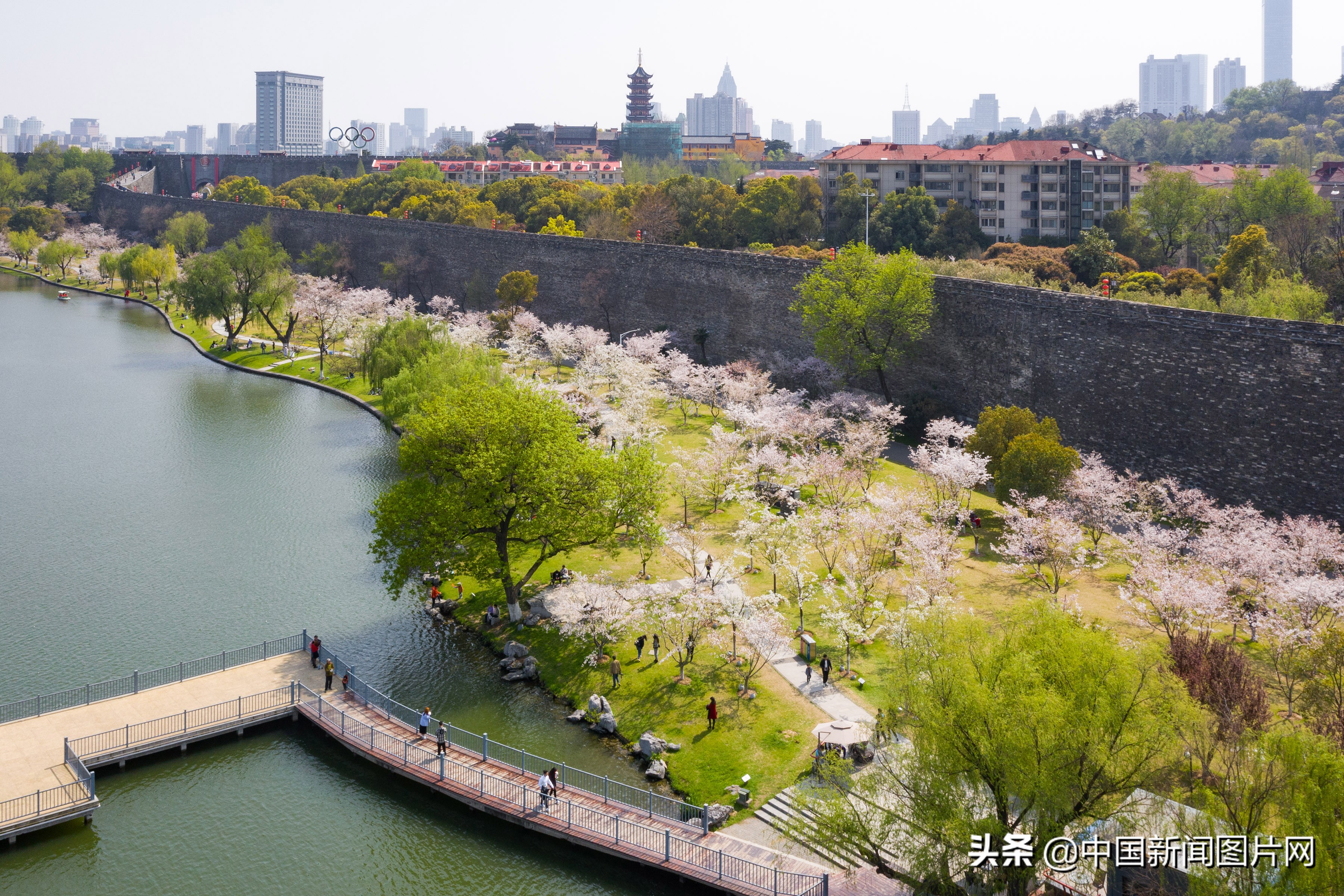南京珍珠河两岸樱花烂漫,江苏南京樱花烂漫春意浓