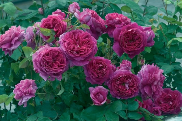 99棵月季,最值得入手的玫瑰月季