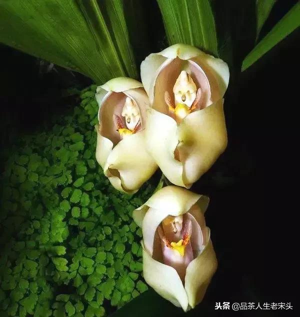 最新世界十大“怪”，最后一个太绝了！