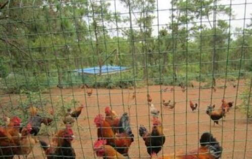 散养鸡和笼养鸡的技术和方法,散养鸡用什么网围栏