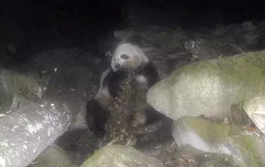 大熊猫为什么吃竹子而不是吃肉,大熊猫为什么要99%在吃竹子