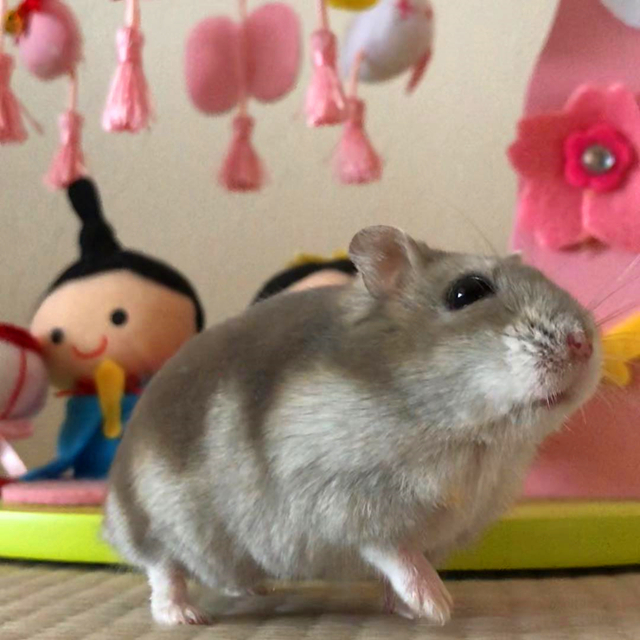 仓鼠爬窗帘,仓鼠爬窗帘上怎么办