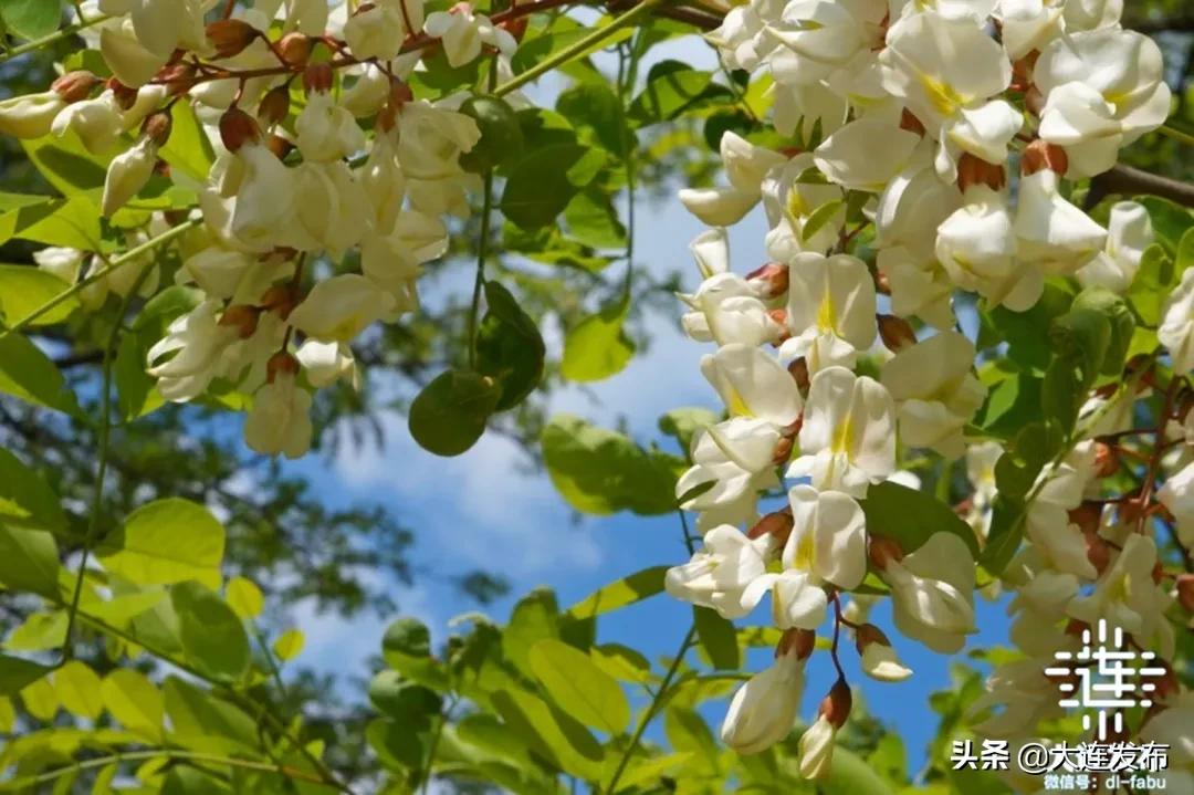 大连最美赏槐露营地,槐之乡露营地