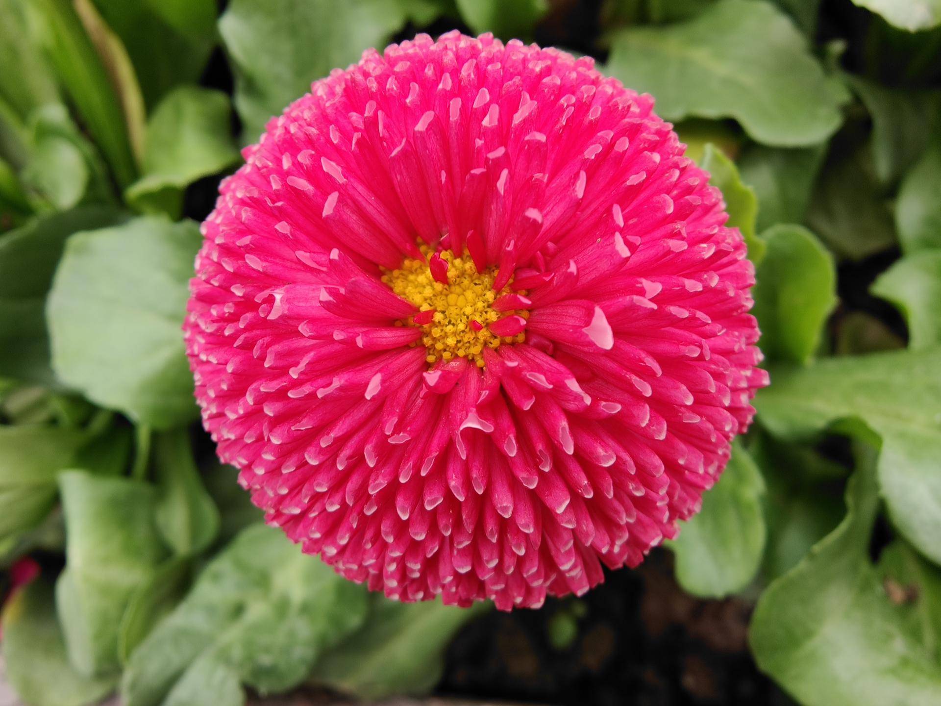 消费者视角评测,findx2pro发布多少钱