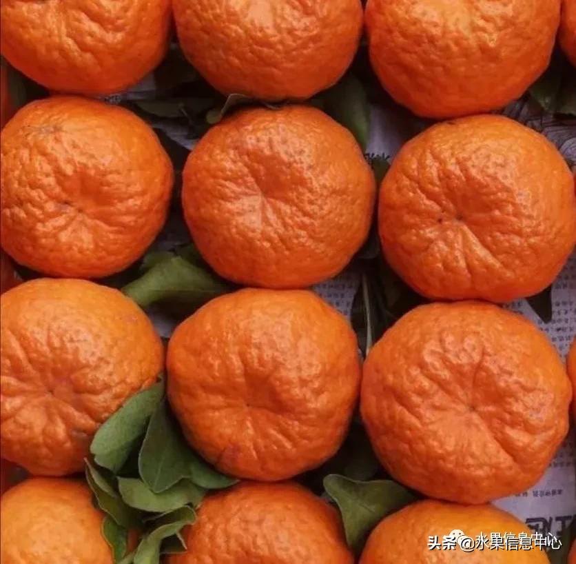 我国柑橘产区分布,柑橘产地行情