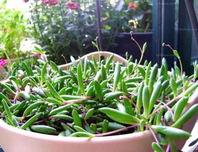 养吊兰绿萝用什么盆栽,绿萝吊兰怎样养