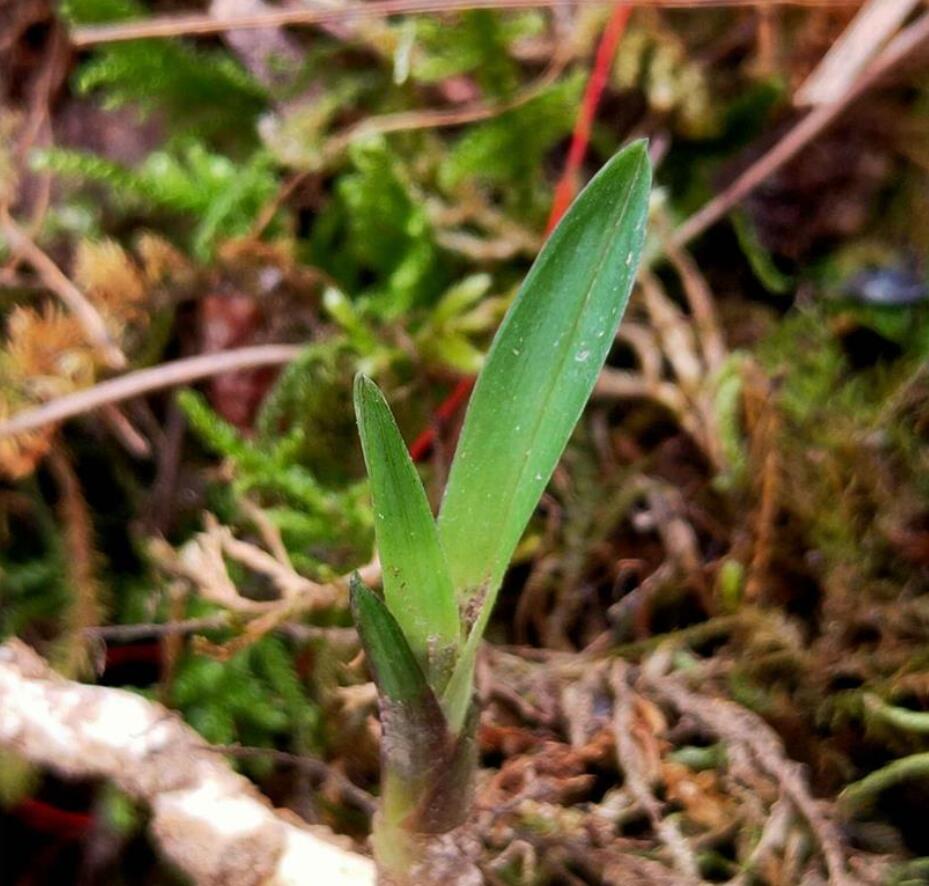 兰花龙根，另类的“赌石”，花上千去赌草，你愿意吗？