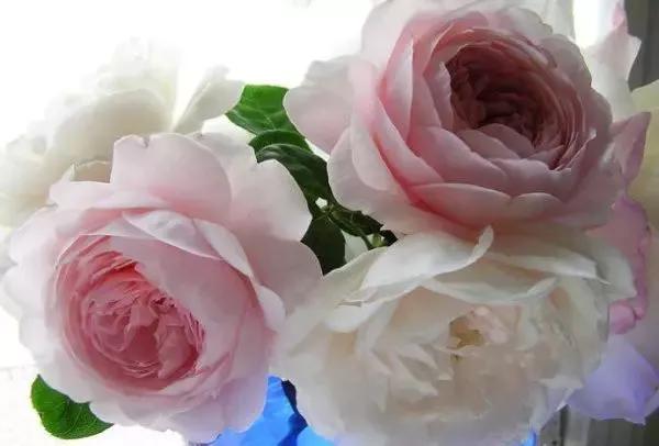 100种玫瑰图片大全,介绍100种不同品种的玫瑰视频