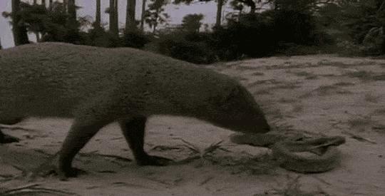 平头哥的传奇记录,平头哥的一生故事