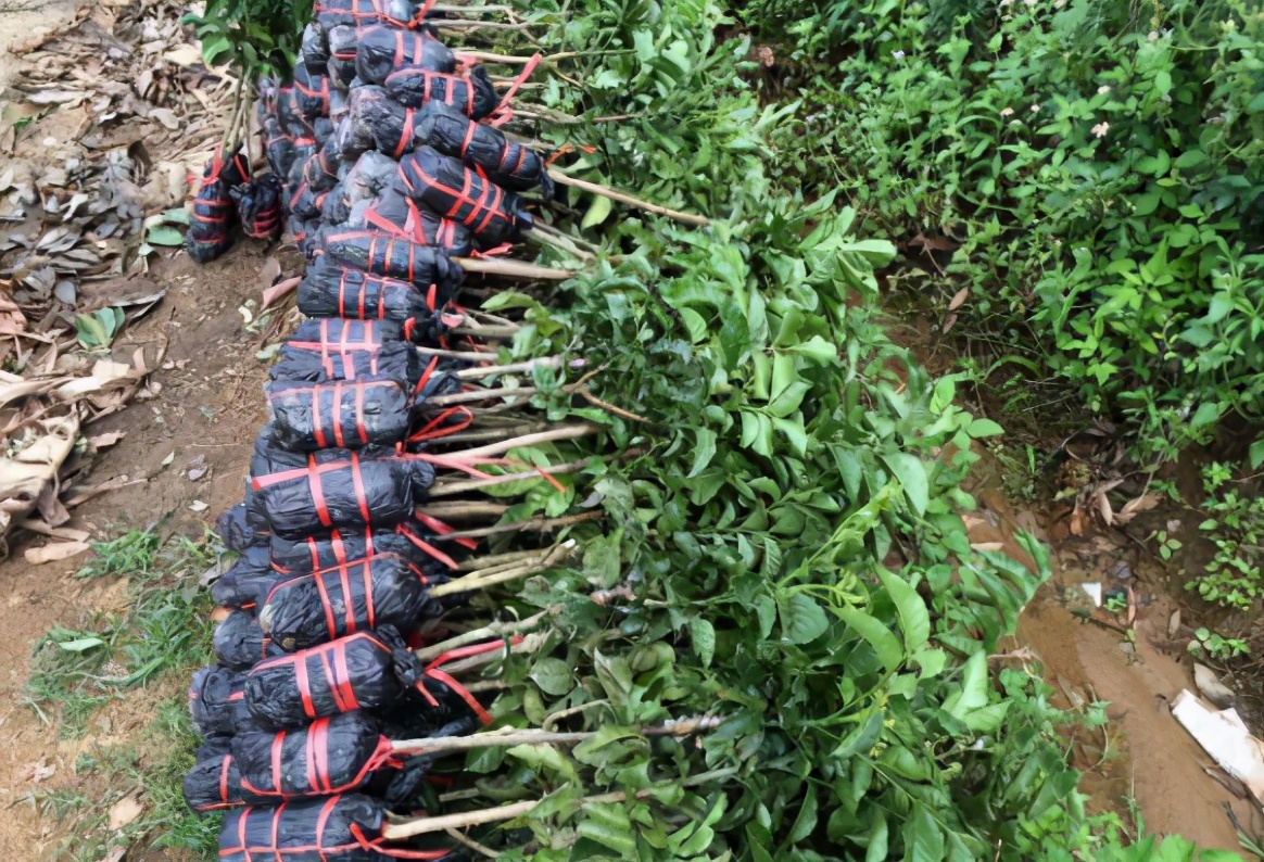 现在网上卖假花有市场吗,怎样卖假花卖得快