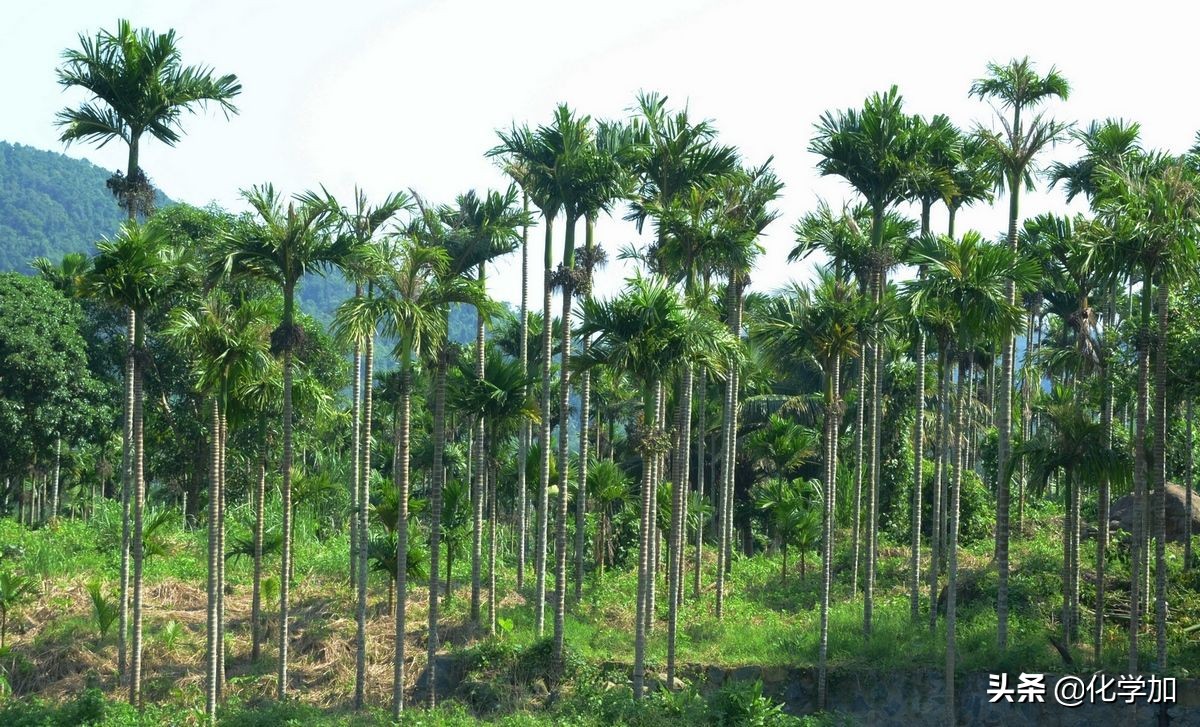 治病名药VS致癌魔丸——争议的双面槟榔