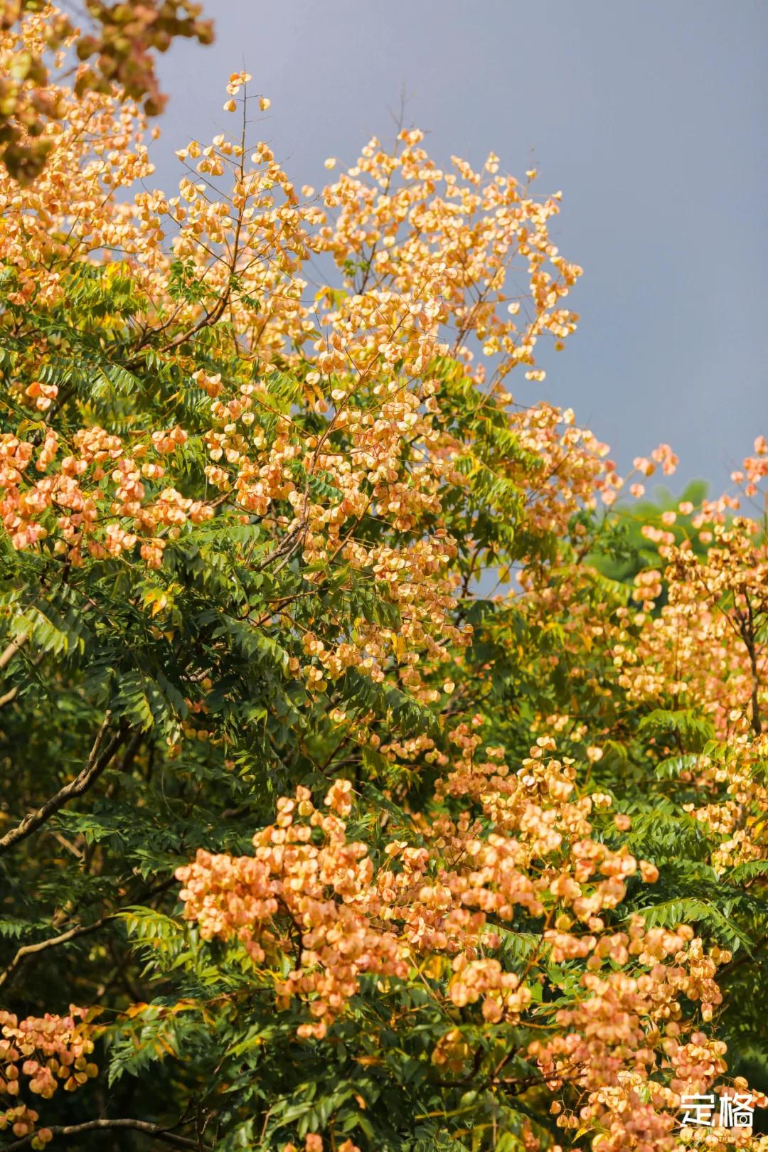 莲花山公园网红打卡地,即墨莲花山公园网红打卡地