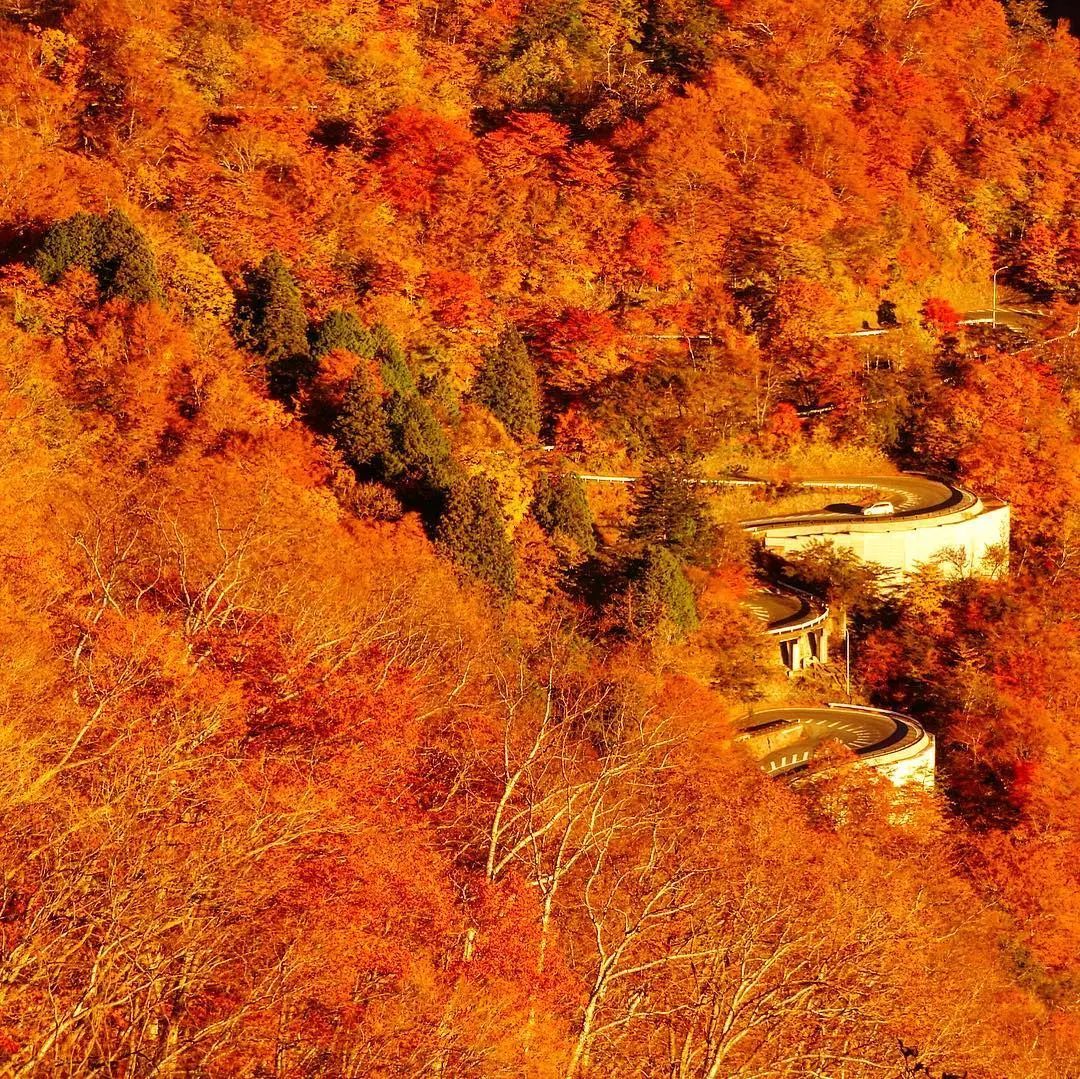 做个‘追枫少女’领略红叶之美！