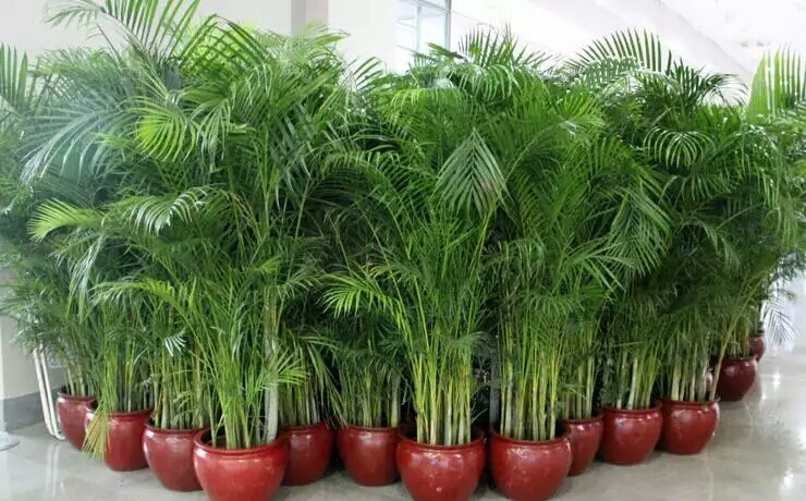 刚买的散尾葵叶子枯萎怎么办,散尾葵叶子冻了怎么办