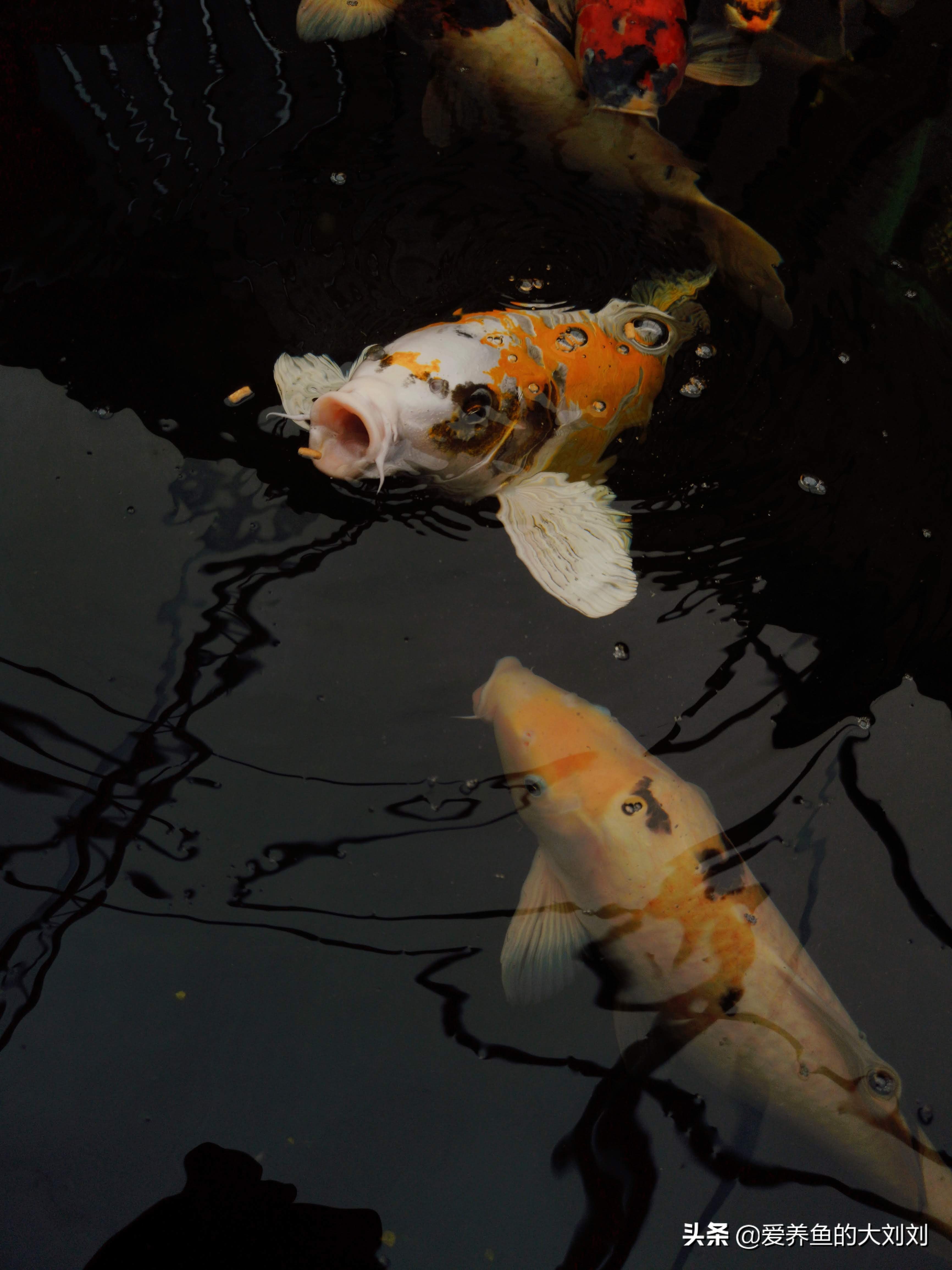 锦鲤鱼该怎么养,鱼池养锦鲤鱼的密度是多少合适