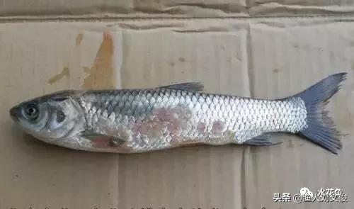鱼类水霉病治疗好的视频,鱼水霉病发病原因
