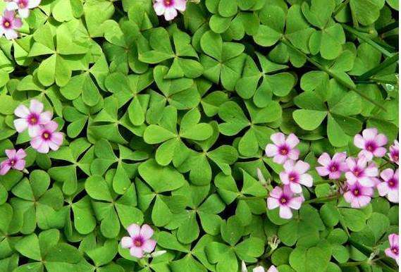 三叶草出现在哪个位置容易发现,三叶草的特点和生长位置