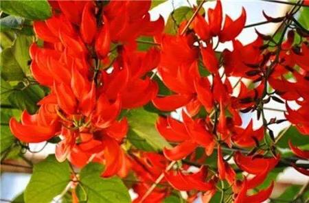 精品紫藤品种,名藤花卉紫藤