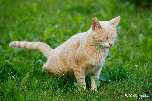 被猫尿醒,猫乱尿快速消除猫尿味