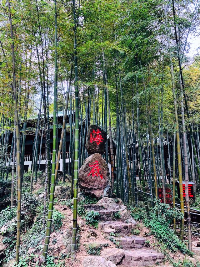 清新大自然竹林风景视频,宜兴竹海风景区图片欣赏